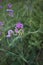 Purple inflorescence of Lathyrus sylvestris