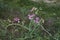 Purple inflorescence of Lathyrus sylvestris