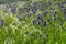 Purple inflorescences among green grass