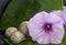 Purple Ipomoea flower