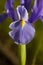 Purple Iris