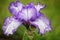 Purple Iris