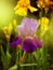 Purple iris on a background of yellow irises