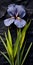 Purple Iris On Black Stone: Nature-inspired Tabletop Photography