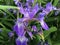 Purple Iris Blossoming at Coney Island Beach in June in Brooklyn, New York, NY.