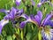 Purple Iris Blossoming at Coney Island Beach in June in Brooklyn, New York, NY.