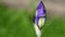 Purple iris bud