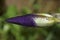 Purple iris bud and rain drops