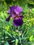 Purple iris close up with raindrops on green natural background