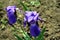 Purple iris couple flowers blooming, blurry leaves and soil