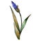 Purple iris. Floral botanical flower. Watercolour drawing aquarelle isolated. Isolated iris illustration element.
