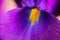 Purple Iris flower with dews on petel