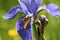 Purple iris flower with feeding large skipper butterfly