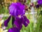 Purple iris flower grows in the garden. Multi-color natural blurry background illuminated by the sun