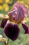 Purple iris flower (iris) - sunny background. Soft focus with bokeh. Iris, or Cassatic, or Cockerel