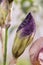 Purple iris flower (iris) - sunny background. Soft focus with bokeh. Iris, or Cassatic, or Cockerel