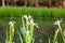 Purple Iris Flower in Lake Martin Louisiana Swamp