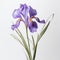 Purple Iris Flower In Minimal Retouching: Uhd Image By Sana Takeda