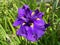 Purple Iris Flower in Summer in June