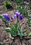 Purple iris flowering plants, blurry leaves and soil background