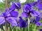 Purple Iris Flowers in Full Bloom in June