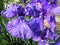 Purple Iris Flowers in Full Bloom in June in Spring