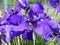 Purple Iris Flowers in Full Bloom in Spring