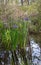 Purple iris flowers growing wild in Louisiana bayou swamp water