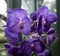 Purple Iris in greenhouse setting
