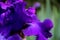 Purple Iris Petals All in a Ruffle