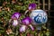 Purple Iris plant and porcelain ball