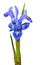 Purple Iris reticulata