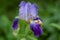 Purple iris single flower, floral, fresh petal, leaves