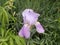 A Purple Iris In The Sun