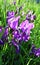 Purple iris in the sun