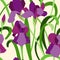 Purple irises