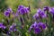 Purple irises bloom in a green garden in spring