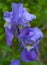 Purple Irises blooming of droplets of rain water