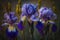 Purple irises in the garden on a dark background close up