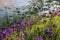 Purple Irises on Lily Pond