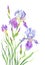 Purple irises on a white background