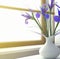 Purple Irises in White Vase on Sunny Windowsill 02