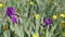 Purple irises and yellow dandelions. Iris, or Kasatik, or Cockerel Lat. Iris is a genus of perennial rhizomatous plants.