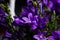 Purple Ithuriel`s Spear flowersTriteleia laxa