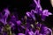 Purple Ithuriel`s Spear flowersTriteleia laxa