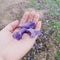 Purple Jacaranda flowers in hand