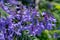 Purple jacaranda tree blooming in Sping sunny day