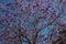 Purple jacaranda tree blossoms over blue sky