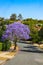 Purple Jacaranda Tree in full bloom on street in Suburbs of Brisbane Australia with tile roofs showing through the foliage in back