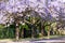 Purple jacaranda trees in full bloom